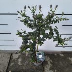 Ceanot (Ceanothus thyrsiflorus) ´REPENS´ - výška 50-60 cm, kont. C2L - NA KMIENKU